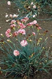Dianthus Zoe S Choice Pollinator Plants Propagating Plants Garden Types