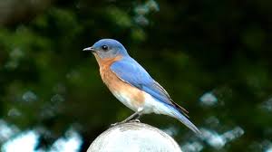Bird Sounds Birds Singing Listen Eastern Bluebird Song Fyv 1080 Hd Blue Bird Eastern Bluebird Animal Sounds