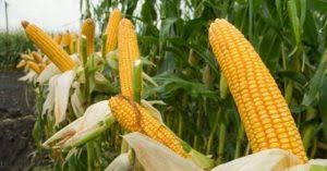 Maybe you would like to learn more about one of these? Cara Memupuk Jagung Dengan Pupuk Cair Dosis Dan Perawatan Ilmubudidaya Com