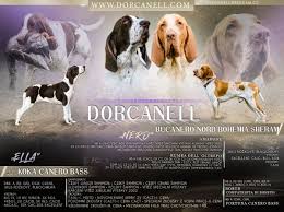 Image result for italský krátkosrstý ohař