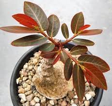 Image result for Phyllanthus mendesii