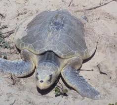 Kemp's Ridley sea turtle