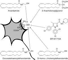 Endocannabinoids Endogenous Cannabinoid Receptor Ligands With Neuromodulatory Action Trends In Neurosciences