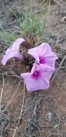 Image result for Gladiolus pretoriensis