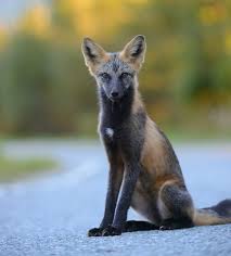 Black And Orange Fox Breed 7 Of The Most Breathtakingly Beautiful Fox Species In The World Fox Breeds Fox Species Animals Beautiful