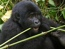 Image result for Brazzeia longipedicellata