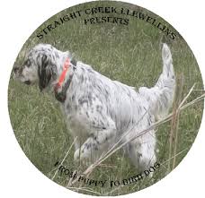Advice from breed experts to make a safe choice. Bobs Straight Creek Llewellins Quality Llewellin Setters For Sale