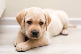 Check spelling or type a new query. Best Quality Labrador Puppies For Sale In Singapore July 2021