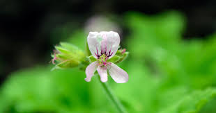 Image result for Pelargonium graveolens