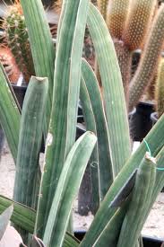 Image result for Sansevieria hallii