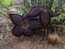 Image result for Tridentea