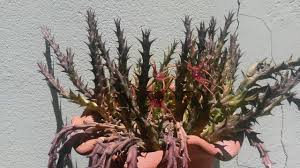 Image result for Orbea lugardii