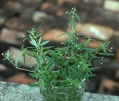 Image result for Oldenlandia angolensis