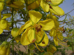 Image result for Cassia sieberiana