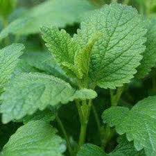 Image result for Melissa officinalis