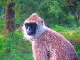 Monkey Indian Monkey Langur Monkey Black Face Monkey Indian Monkey Monkey Baby Monkey
