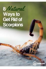 8 Ways To Get Rid Of Scorpions Without Harsh Chemicals Cedarcide Pests Scorpion Pest Control
