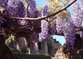 Image result for Wisteria