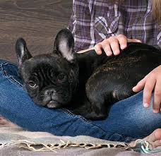 Sometimes, the dog won't wait an exact 30 minutes before it decides it wants to go poop. 15 Reasons Why French Bulldogs Or Frenchies Are Irresistible Companions American Kennel Club