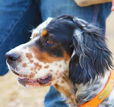 Browse thru our id verified puppy for sale listings to find your perfect puppy in your area. Our Dogs Sweet Point Setters