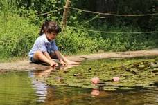 Life in a Pond