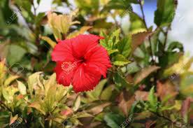 To inquire about our delivery services, drop us a message at we offer flower delivery in the philippines to cater to the needs of our clients in metro manila and nearby provinces. Red Hibiscus Also Called Gumamela In The Philippines With Blurred Stock Photo Picture And Royalty Free Image Image 117720311