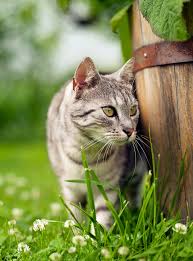 Like dogs, cats often vomit after eating grass. Wheatgrass For Cats Why Do They Eat It What Can They Gain From It
