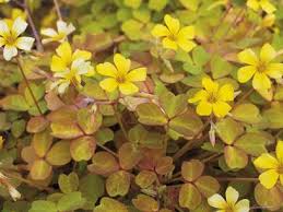 Plum crazy has a great flower and even better variegation in the leaf. Wood Sorrel Plum Crazy Oxalis Plum Crazy Buy It Now