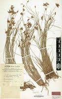 Image result for Cyperus pectinatus