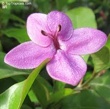 Image result for Eranthemum laxiflorum