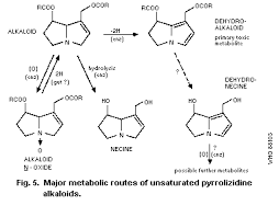 Image result for Oncinotis glabrata