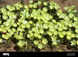 Image result for Grielum