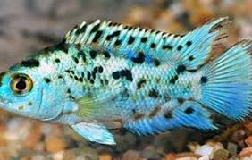 When breeding, these colors will intensify. Electric Blue Jack Dempsey New World Cichlids Nandopsis Octofasciatum Tank Facts