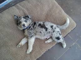 Australian Shepherd Border Collie Black And Brown Blue Merle Border Collie 2 Meses Blue Merle Collie Cute Animals Border Collie Blue Merle