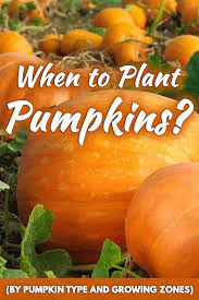 When To Plant Pumpkins By Pumpkin Type And Growing Zones Garden Tabs Planting Pumpkins Pumpkin Garden When To Plant Pumpkins