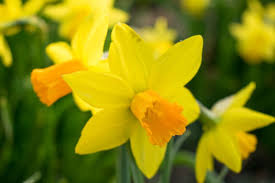 Grundsätzlich gehören tulpen zu den zwiebelblumen, die am spätesten in den boden kommen können. Blumenzwiebeln Pflanzen Im Herbst Ist Die Beste Pflanzzeit Botanik Guide