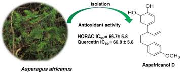 Image result for Asparagus africanus