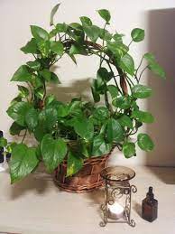 Scindapsus Aureus House Plants Decor Plant Decor Plant Decor Indoor