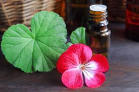 Voici Ma Recette De Brumisateur Maison A Base D Huile Essentielle De Geranium Rosat Une Huile Essentielle Rel Huiles Essentielles La Beaute Naturelle Geranium