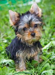 yorkshire terrier hund wesen erziehung und eigenschaften yorkshire terrier dog yorkshire terrier puppies terrier dogs