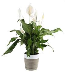 It's best to ban this flower from your home and yard if you have cats. Peace Lilies And Your Cat Animal Poisons Helpline