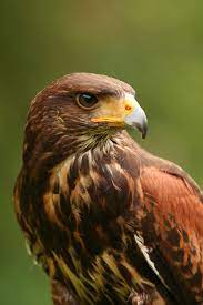 Males are gray, such as pictured. Bird Of Prey Deterrent Keeping Birds Of Prey Out Of Gardens