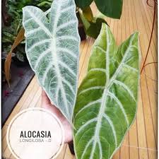 Tanaman Hias Alocasia Longiloba Alokasia Silver Keladi Silver Lazada Indonesia