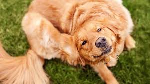 Aparecer calos no cotovelo do cachorro não é um acontecimento raro. Fungos Em Cachorros Sintomas E Tratamentos
