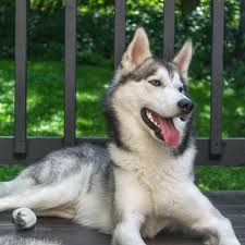Loki The Husky Puppy In 2020 Siberian Dog Husky Puppy Husky