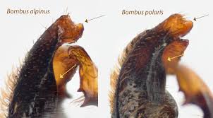 Image result for Bombus polaris