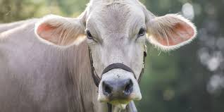 orderlivestock.com