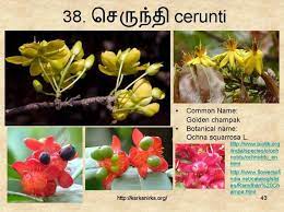 Check spelling or type a new query. 38 à®š à®° à®¨ à®¤ Cerunti Flower Names Indian Flowers Flowering Trees