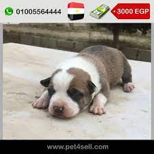 pin on dogs