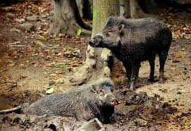 Babi hutan in english babi hutan besar. Babi Hutan Di Asia Tenggara Kini Menghadapi Wabah Demam Babi Afrika Yang Mematikan Mongabay Co Id Mongabay Co Id